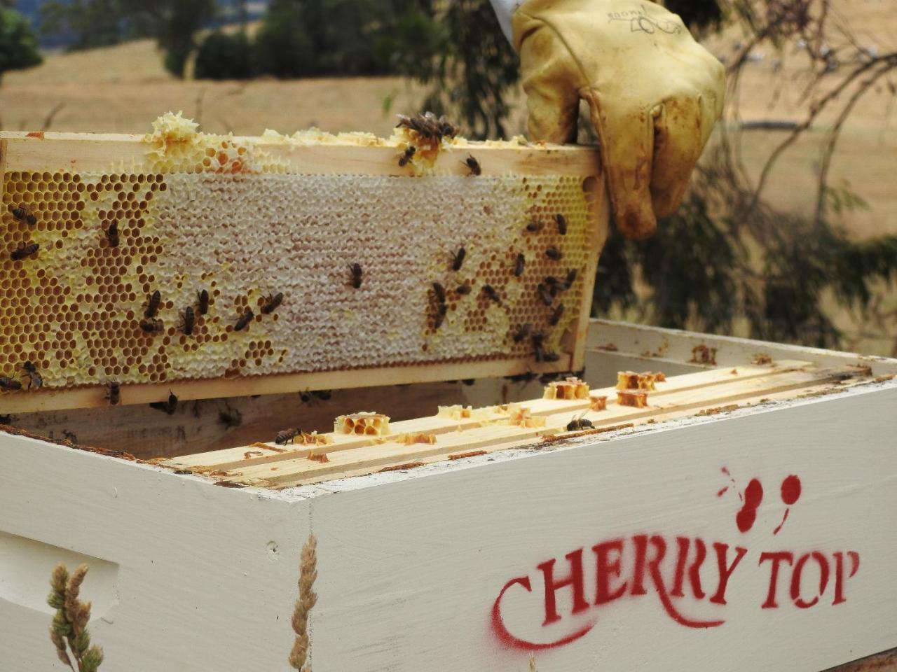 Cherry Top Farmstay - Boutique Eco Village Lilydale Ngoại thất bức ảnh